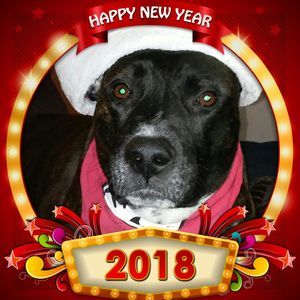 Meet your Posher, Sandy